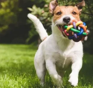 O Jack Russell Terrier precisa de uma rotina intensa de exercícios físicos