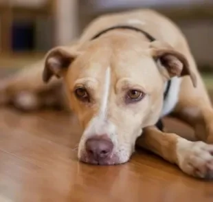  Rato morde cachorro? Sim! E isso gera doenças como a leptospirose canina. 