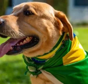 Com as cores da bandeira do Brasil, esses são os torcedores mais fofos que você vai ver