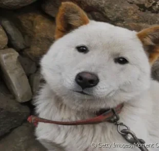 Jindo-coreano: raça asiática merece um nome coreano para cachorro para combinar.