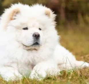 Os nomes para Chow Chow fêmea podem ser chiques e tradicionais ou criativos e inusitados