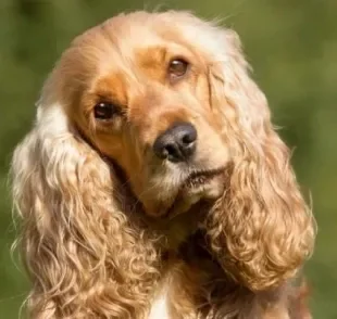 A otite canina em cachorro da orelha grande é mais comum do que em cães de orelha pequena