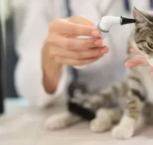 A otite em gatos pode ser de vários tipos e precisa ser diagnosticada por um especialista
