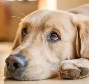  A paralisia de laringe em cães causa diversos desconfortos e a falta de ar é um deles. 