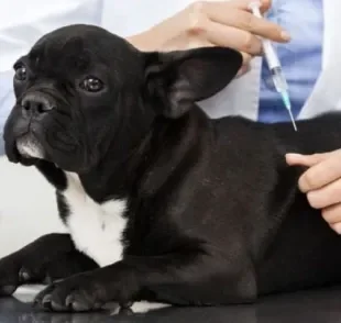 A tabela de vacina para cachorro deve ser seguida à risca para que o pet fique sempre saudável