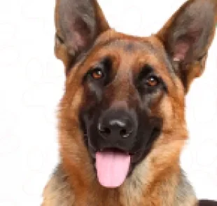 O Pastor Alemão é um cachorro destemido, leal e muito obediente. Conheça as principais características da raça