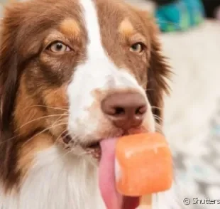 Ingredientes do picolé para cachorro devem ser simples e naturais: frutas e água