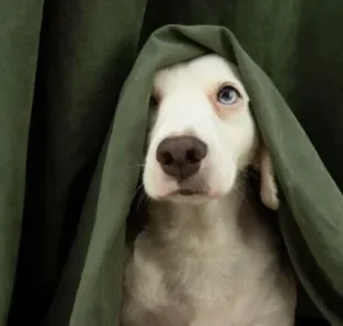 O cachorro com medo de fogos é uma reação comum porque a audição canina é potente e o barulho asusta