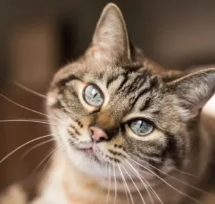 Grupo de gatos de pelo curto é uma das raças mais saudáveis