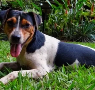  Fox Paulistinha é uma das raças de cachorro brasileiro mais queridinhas do país 