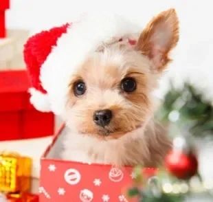 Além da roupa de Natal para cachorro, você pode pensar em quitutes para agraciar seu doguinho