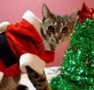 Uma roupa de Natal para gato que nunca falha é a de Papai Noel