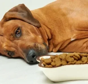 Pancreatite em cães: sintomas normalmente afetam o apetite do animal, que pode vomitar e ter diarreia
