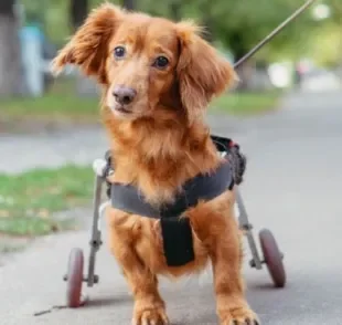  A hipoplasia cerebelar em cães começa na gestação e acomete os filhotes
