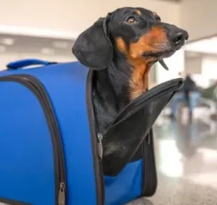 O atestado sanitário para o trânsito de cães e gatos é um dos documentos mais importantes para viajar de avião 