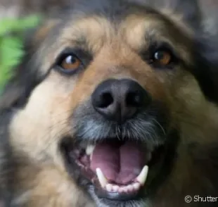 Cachorro adulto ou idoso? Aos 7 anos de idade, o pet ainda pode viver muitas aventuras!