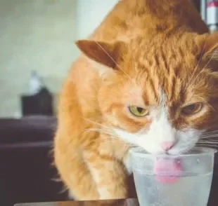  Sede excessiva é só um dos sintomas da diabetes em gatos. Veja mais sobre esse sinal e outros indicativos