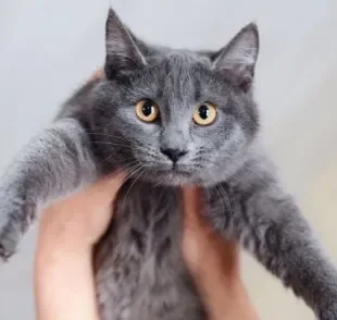  Temos muito o que aprender ao adotar um gato adulto.