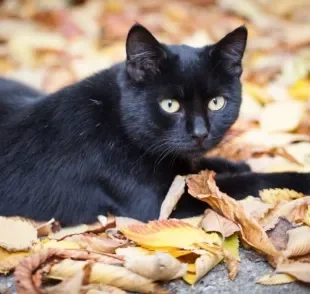 O gato preto pode ser uma verdadeira caixinha de surpresas, mas é sempre um bom amigo