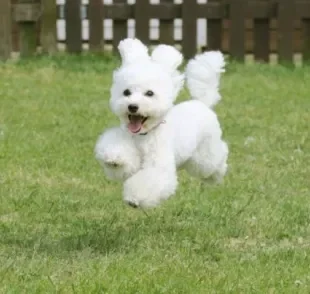  Cachorro que parece urso de pelúcia: Poodle Toy com certeza é um deles!

