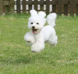  Cachorro que parece urso de pelúcia: Poodle Toy com certeza é um deles!