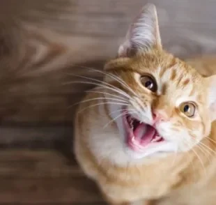  O gato amarelo (ou laranja) adora conversar e jamais te deixará sozinho! 