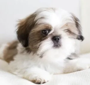 Úlcera de córnea: cachorro da raça Shih Tzu ou Lhasa Apso tem maior predisposição ao problema