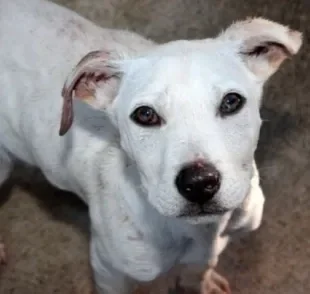  Cachorro com recorrente falta de apetite é um sinal de anorexia canina 