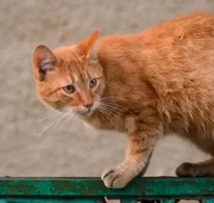 As cores de gatos vira-latas podem ser muito variadas