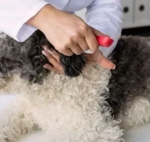 A vacina de cachorro atrasada deixa o pet vulnerável