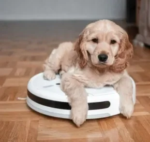  Você sabia que existe um aspirador robô feito para remover pelos de cães e gatos? 