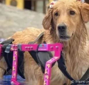 Cachorro na piscina ou na praia: cães com deficiência, como a Olivia, podem aproveitar o dia na água