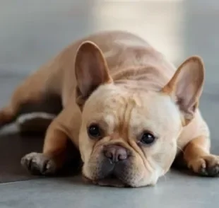 Cachorro esfregando o rosto no chão nem sempre é um problema