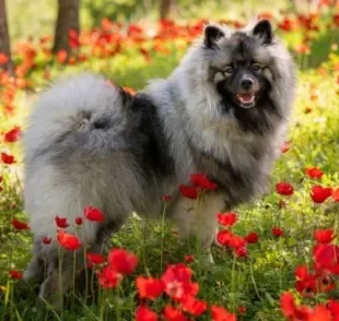 Keeshond: o cachorro que parece lobo é parente distante dos Spitz