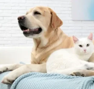 Gato e cachorro dentro de casa não precisa ser sinônimo de bagunça. Veja alguns cuidados!
