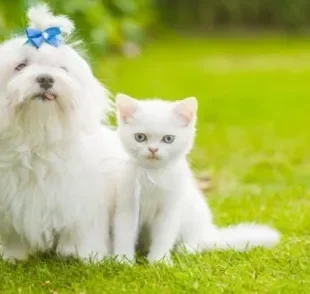 O câncer de pele em cachorro ou gato branco é um problema comum por causa da pouca melanina