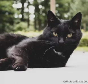 Tanto o cachorro quanto o gato preto são mais difíceis de encontrarem um lar. Outra coisa em comum entre eles é o amor infinito para doar!