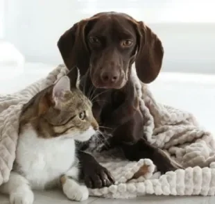 Com a certidão de nascimento, cachorro e gato podem ser facilmente encontrados em caso de fuga