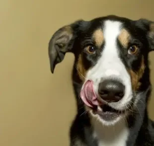 O comedouro labirinto para cães é uma forma de deixar a refeição do seu pet mais divertida