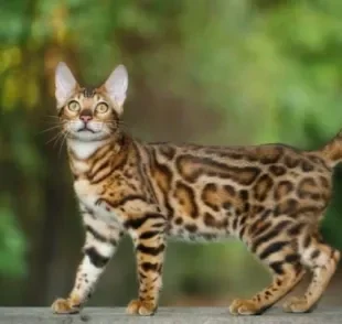 O Bengal é um gato que parece onça, mas tem um tamanho bem menor do que os grandes felinos