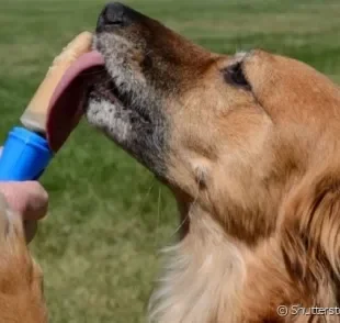 Dá para fazer picolé para cachorro em casa, utilizando frutas que cachorro pode comer.