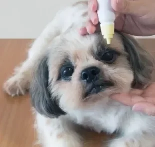 Como limpar os olhos de Shih Tzu: colírios e medicamentos só devem ser utilizados se prescritos por um profissional