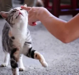  Tem um gato branco surdo e não sabe interpretar ele? As dicas abaixo vão ajudar!
