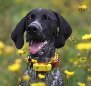 Passear com cachorro é um dos muitos cuidados que devem fazer parte da rotina