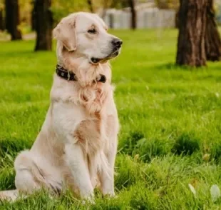 A displasia coxofemoral em cães como o Golden Retriever é bem comum