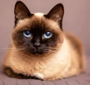 A gangliosidose é uma doença comum em gatos da raça Siamês