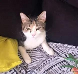 A história de gato escondido da vez é da Malu, essa gatinha da foto que ama passar um tempo dentro do sofá