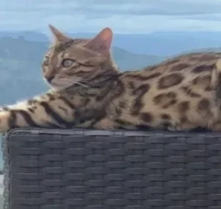 Massinha é uma gata da raça Bengal que vive em Belo Horizonte.