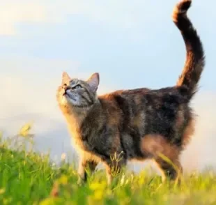 Cuidados com gatos no verão evitam doenças típicas da estação