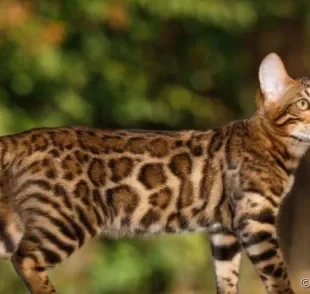 Gato que parece onça: Bengal é a raça que mais se assemelha ao felino selvagem.